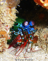 Mantis shrimp was difficult to get a clear shot current w... by Peter Foulds 
